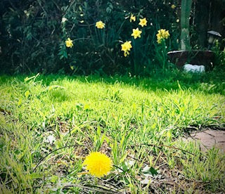 Bohemian Dandelion (Gypsy of the Flowers) 24x36